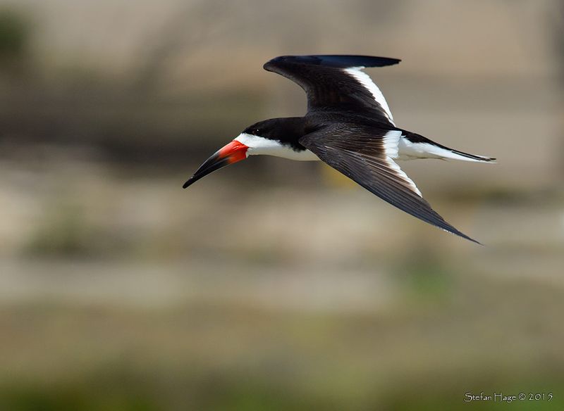 USA, Kalifornien mm 2015