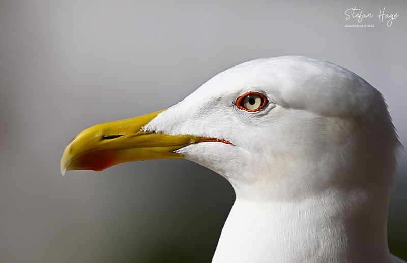 Spanien, Almuñécar + Alhambra 2023