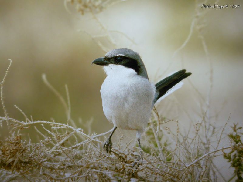 Marocko, Agadir 1987