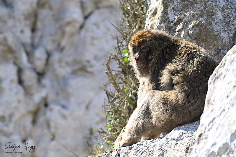 England, Gibraltar 2023
